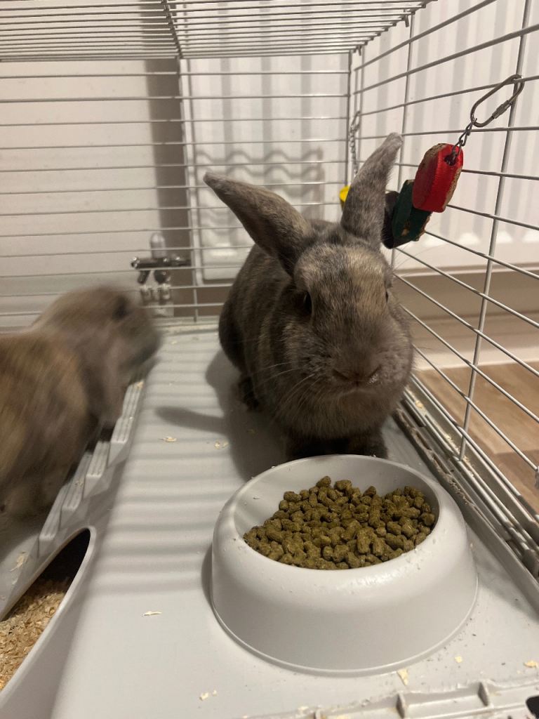 image for 2 Lovely girl rabbits looking for a new home. 