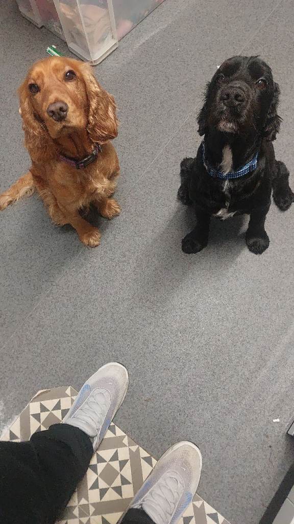   black cocker spaniel pups