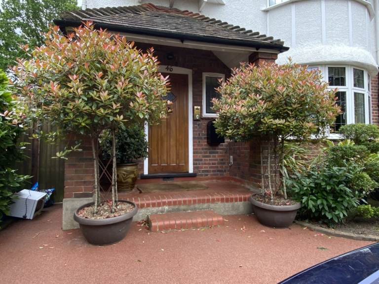Selling my two absolutely Ginormous Red Robin Photinia Standards.