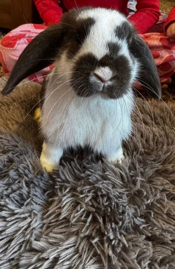 Mini lop boy for sale due to change of circumstances 