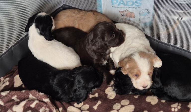 Cocker spaniel pups