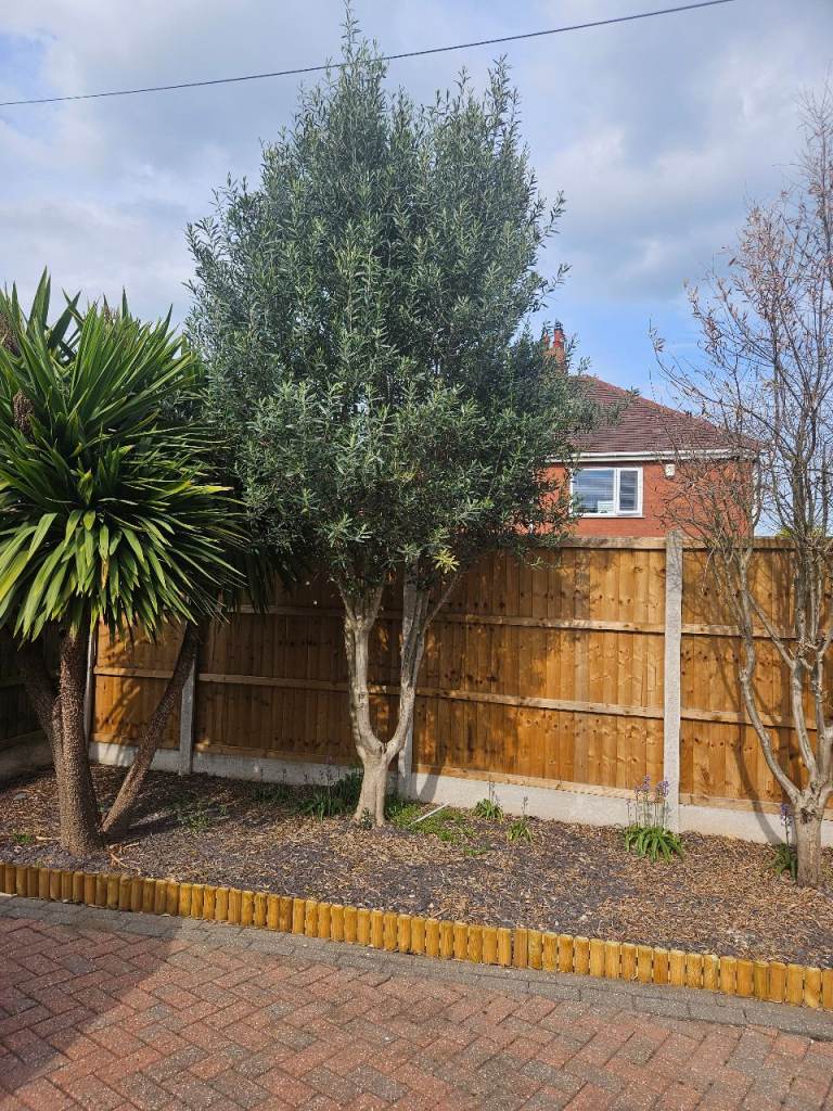 Established Olive Tree - Healthy & Ready for New Home