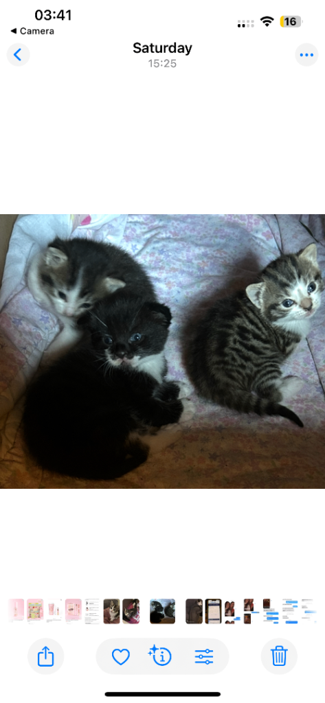 Three beautiful kittens 