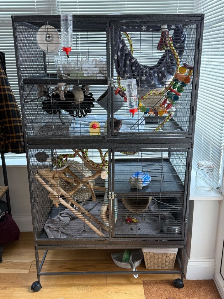 Large rat enclosure / cage with rats 