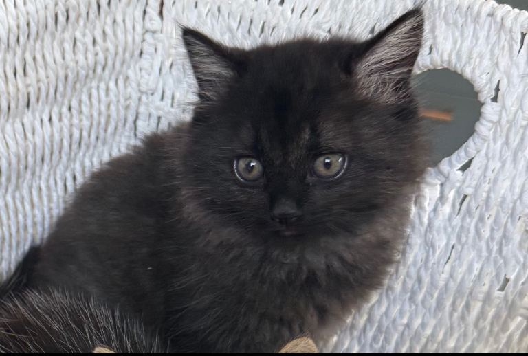 Kitten for sale, fluffy cuddly kitten