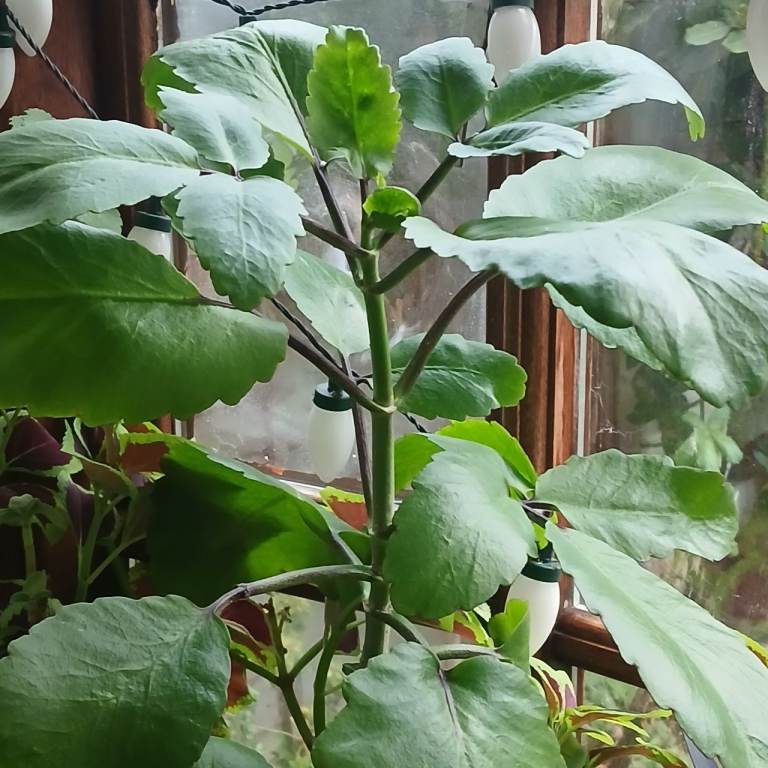 Leaf of Life (Bryophyllum pinnatum), aka miracle leaf, patharchuchi, goethe plant, air plant 