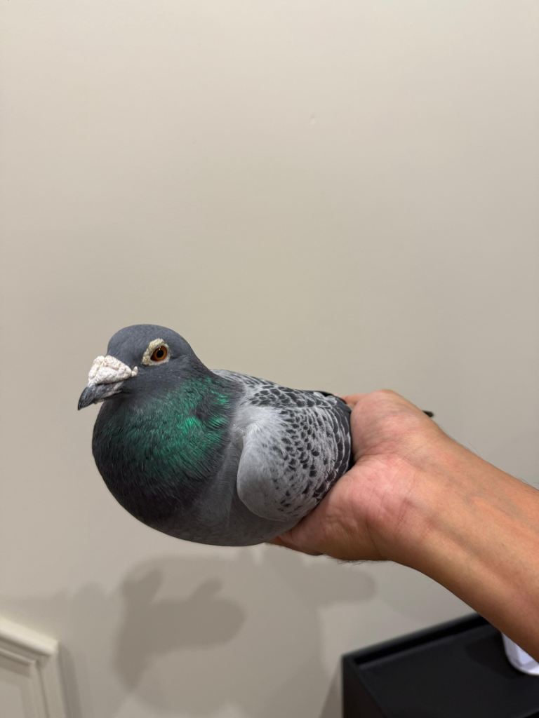 Racing pigeons for sale 