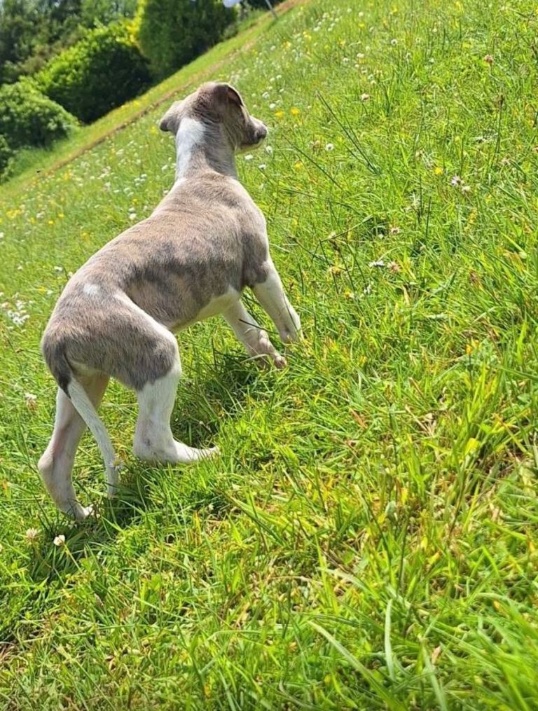Kennel club registered whippet