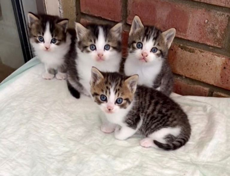 Gorgeous Tabby & White Kittens 
