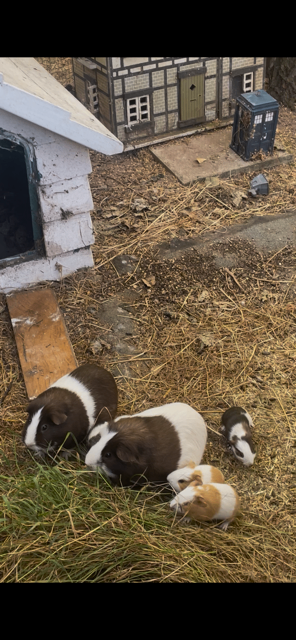Baby guinea Pigs