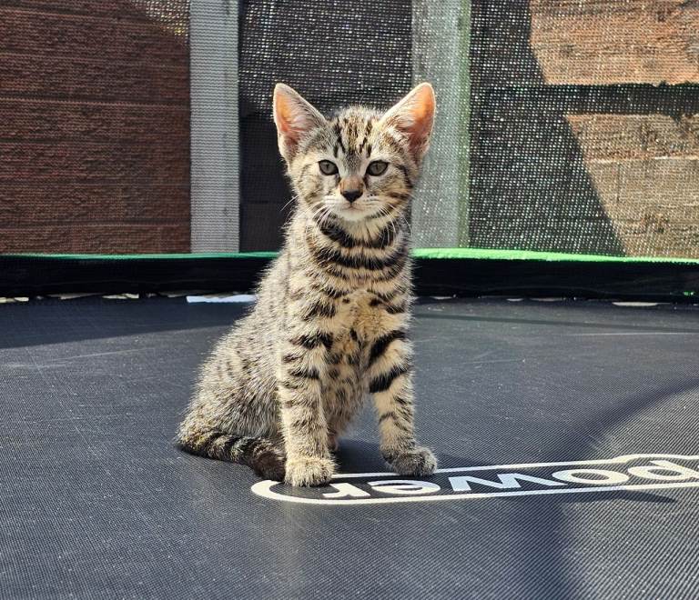 Mixed kitten litter