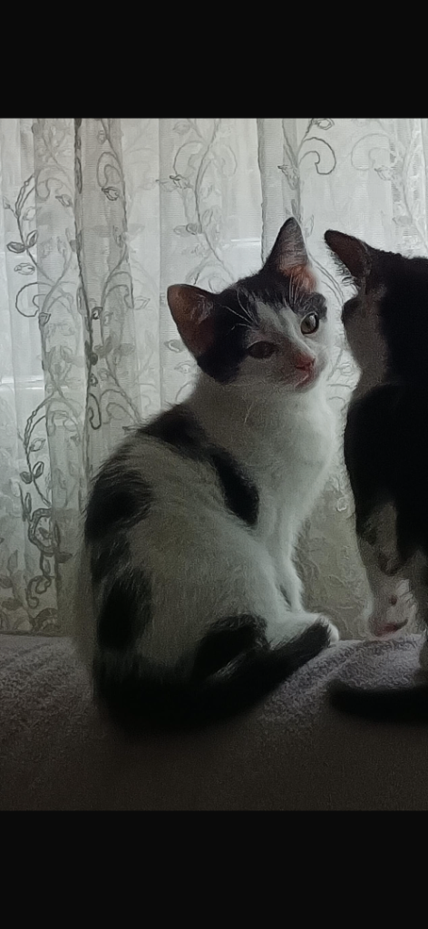     Cute Black & White Kitten – Newcastle