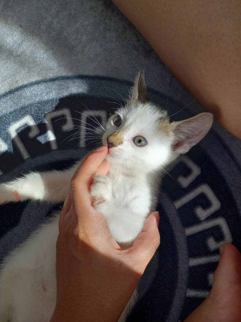 🐾 3 Cute Kittens Ready For Their New Homes