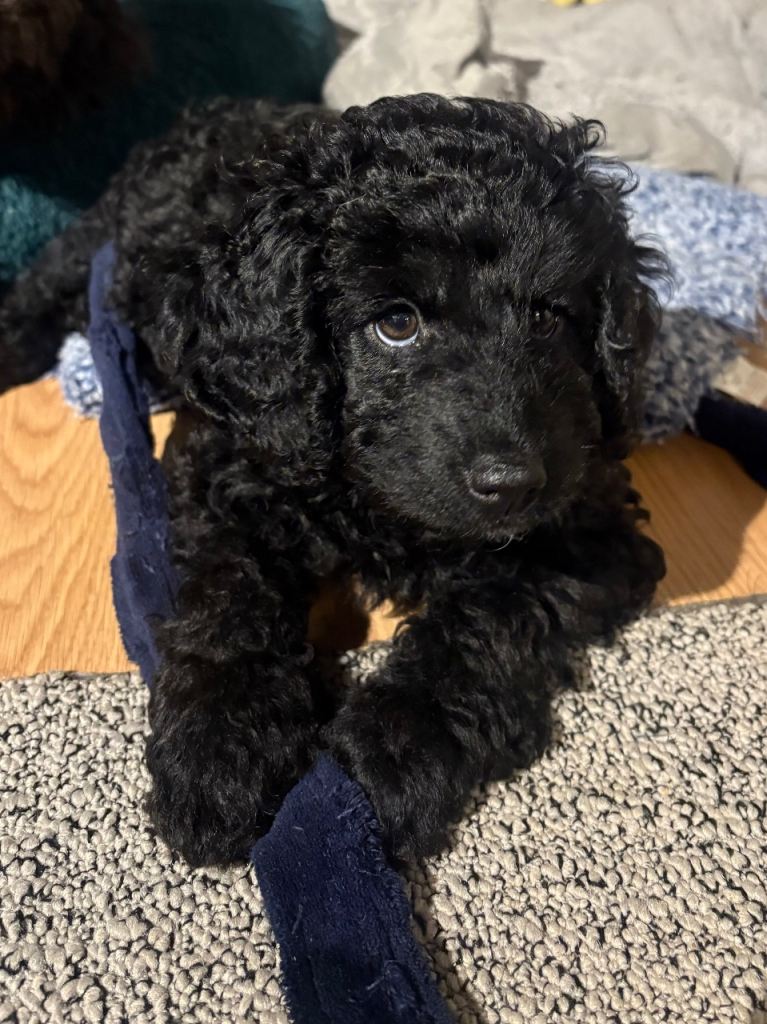 Beautiful Cockerpoo F2b Puppies