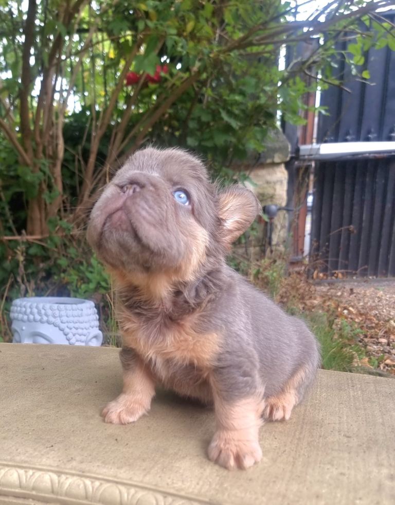 Beautiful French bulldogs