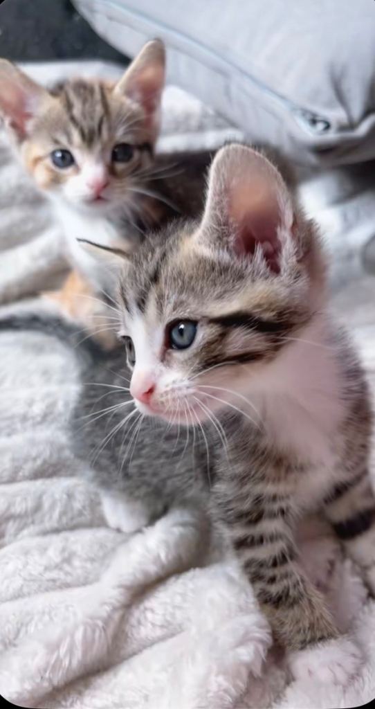 Tabby kitten and ginger kittens and black-white kitten and black kitten