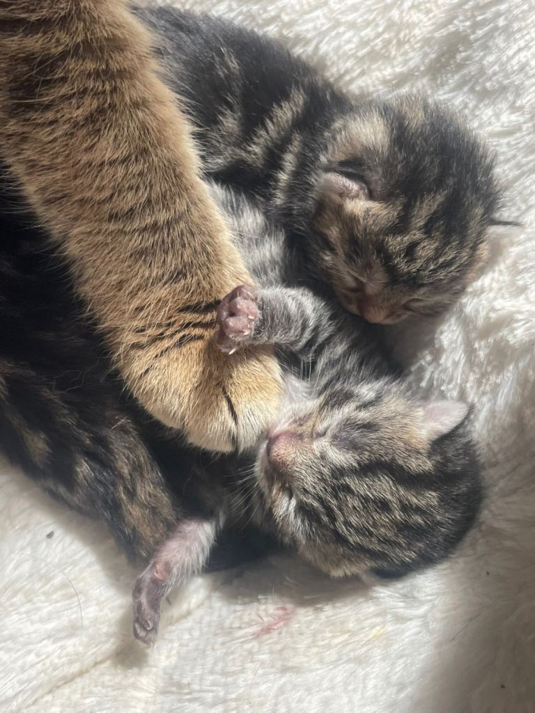 Tabby kittens 