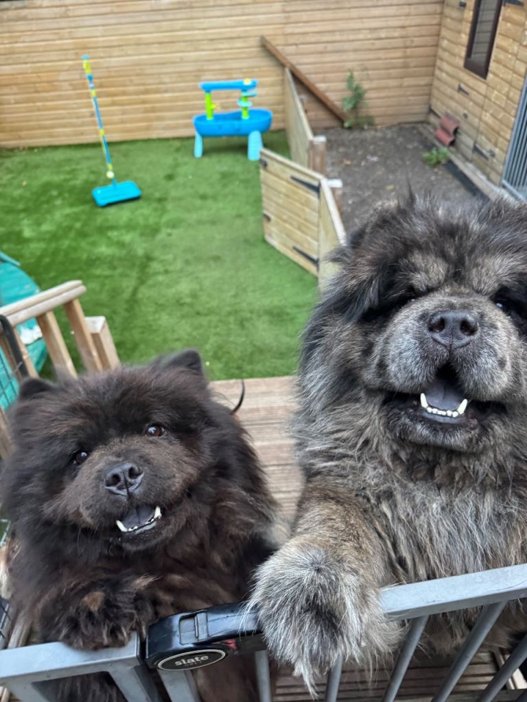 Chow Chow pair - must stay together