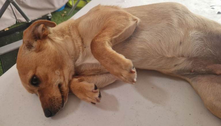Chihuahua Female Puppy Ready for New Home