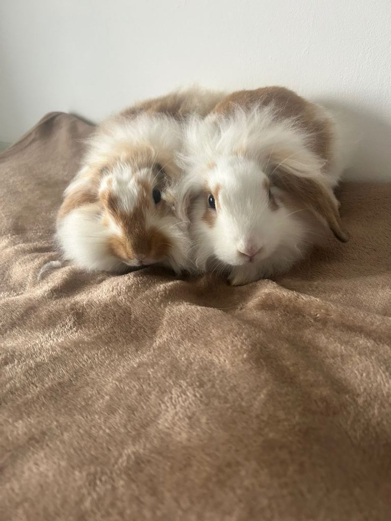 Lion head lop rabbits 