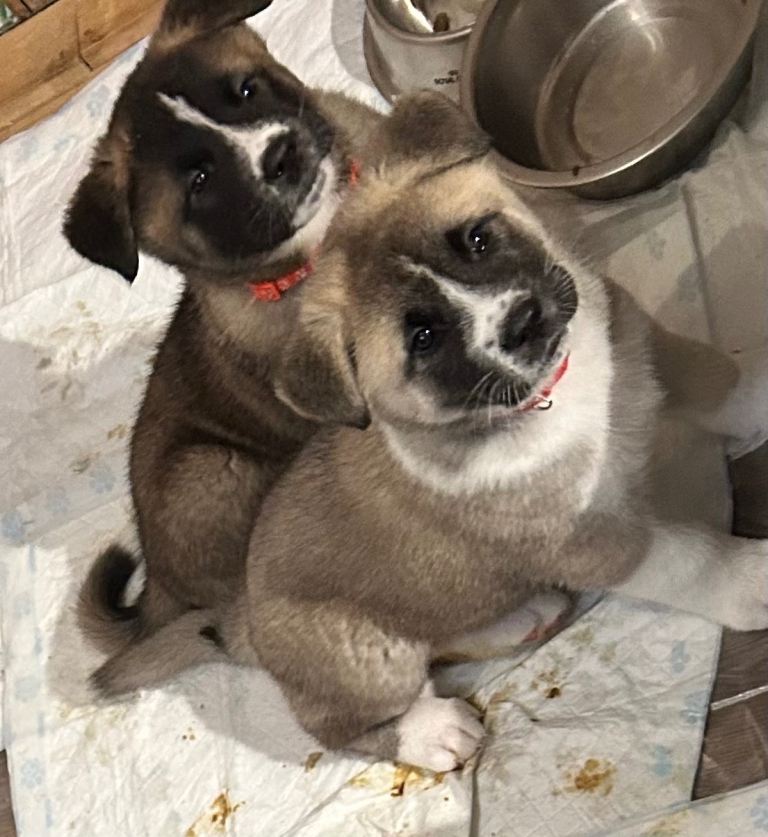 American Akita puppies for Sale