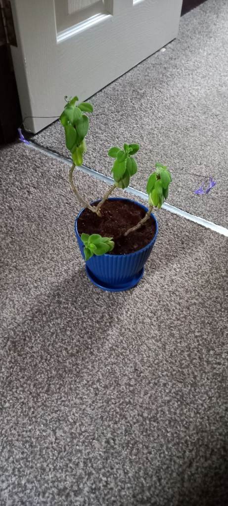 Streptocarpus Saxorum plant