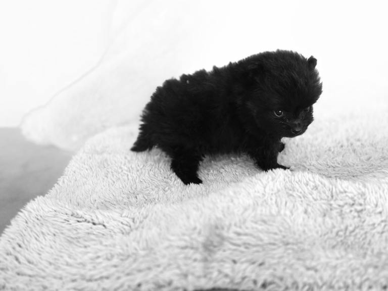 Pomeranians