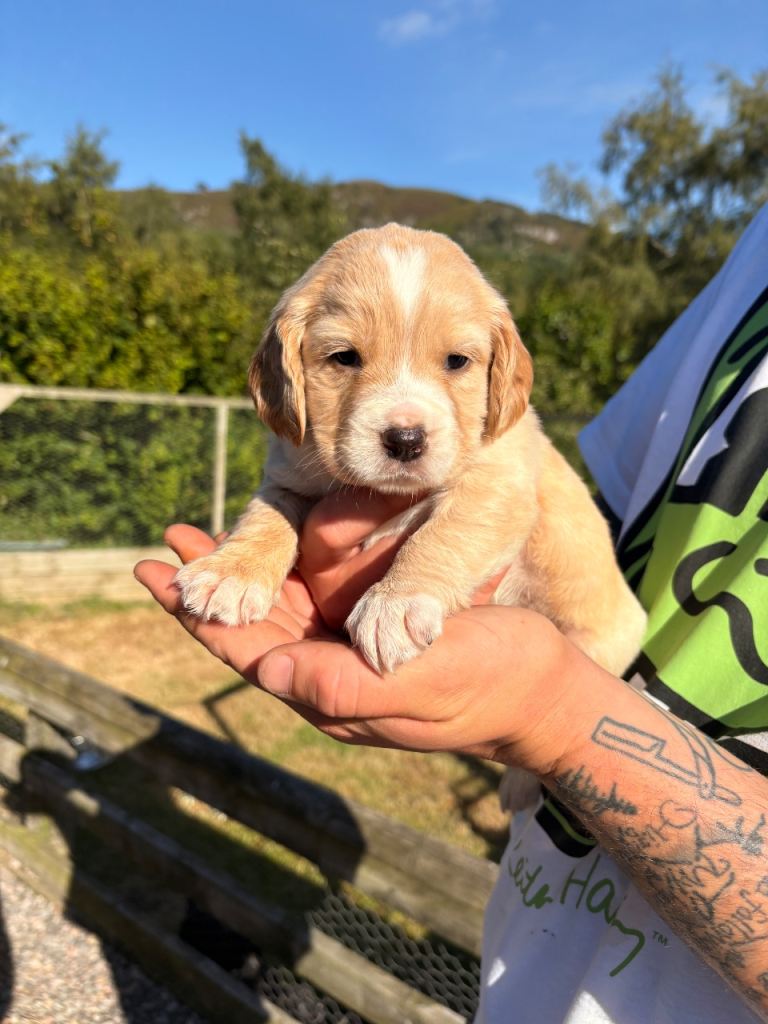 Cocker Spaniel Pup