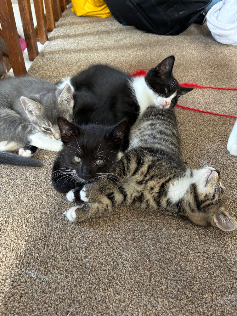 🐾 Beautiful Male Kittens – Vaccinated, Vet Checked & Ready for Loving Homes 🏡