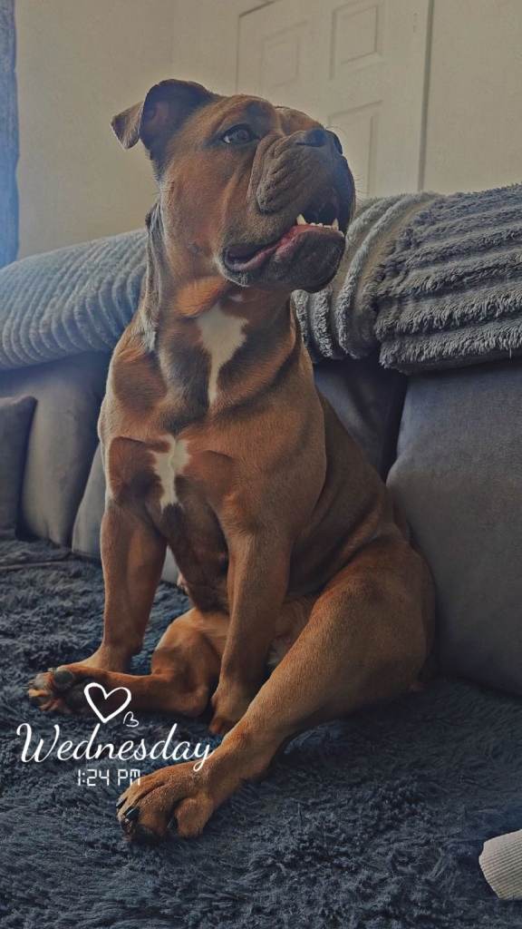 16 month Olde English Bulldogge
