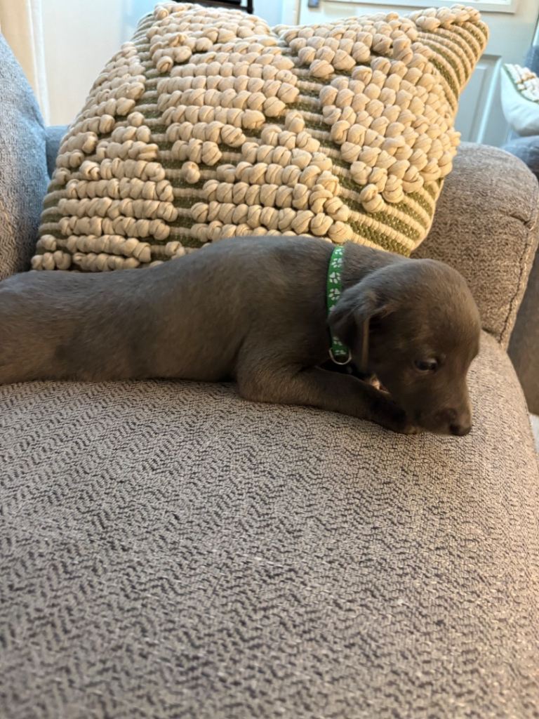 Grey Whippet Puppies