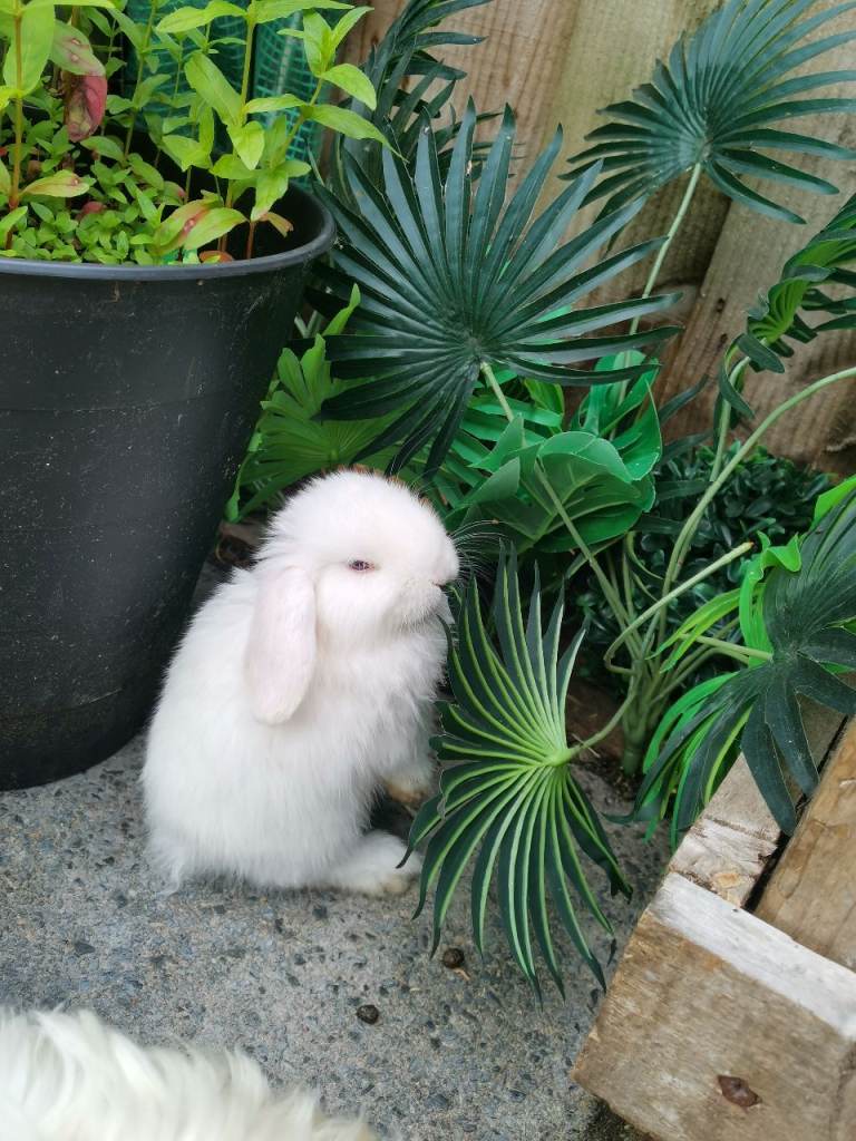Baby bunny's white with blue eyes.. 