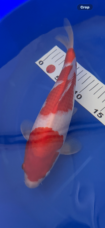 High quality Japanese koi under a year old 
