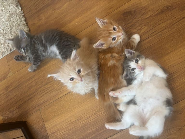 British long hair/ short hair kittens for sale 