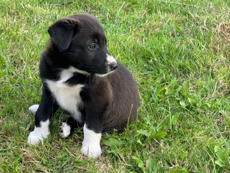 Collie puppies 