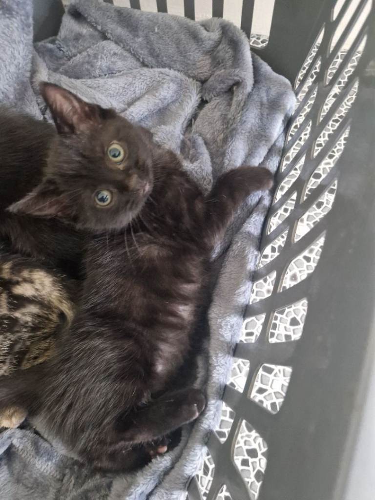 Two lovely girl kittens