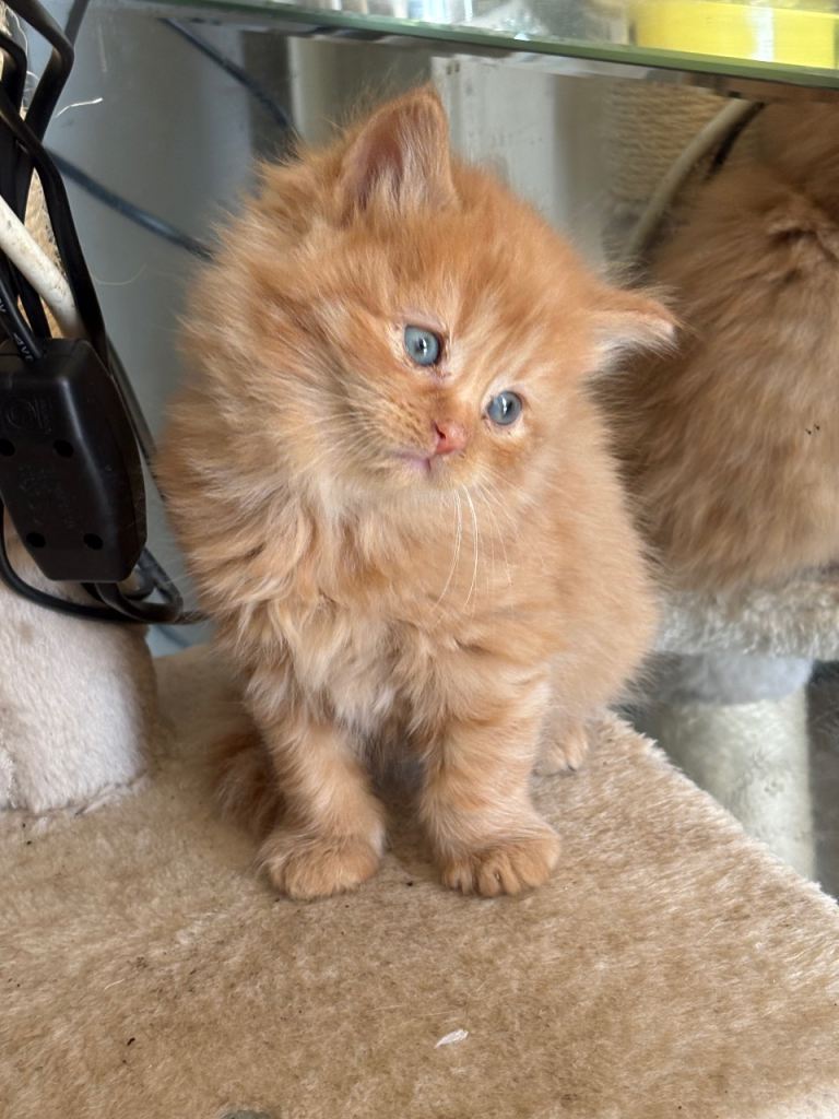 Maincoon kittens 