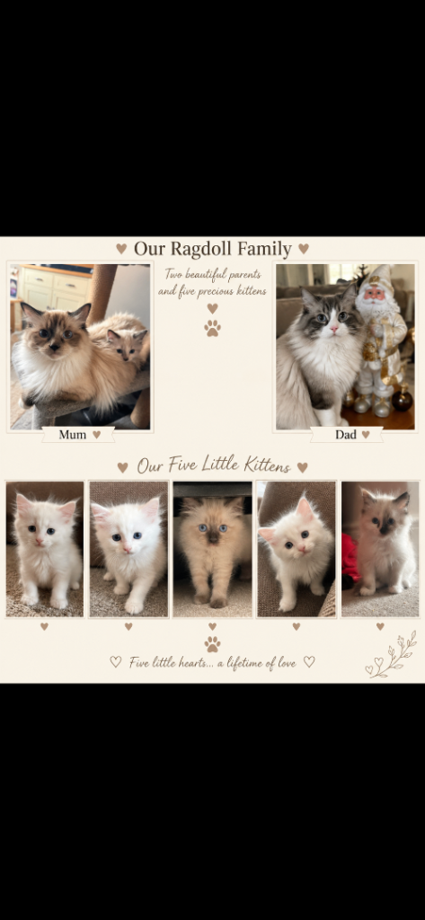 🐾 Gorgeous Ragdoll, Maine Coon × Ragdoll & Ragdoll Mix Kittens 🐾
