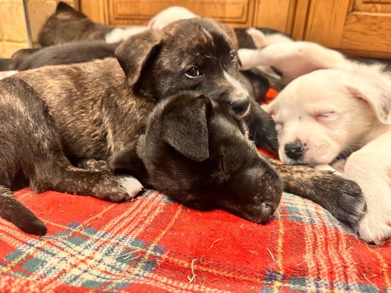 "Bull Collie" Puppies –border collie x American Bulldog