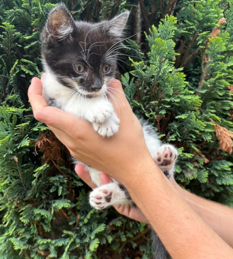 Kittens