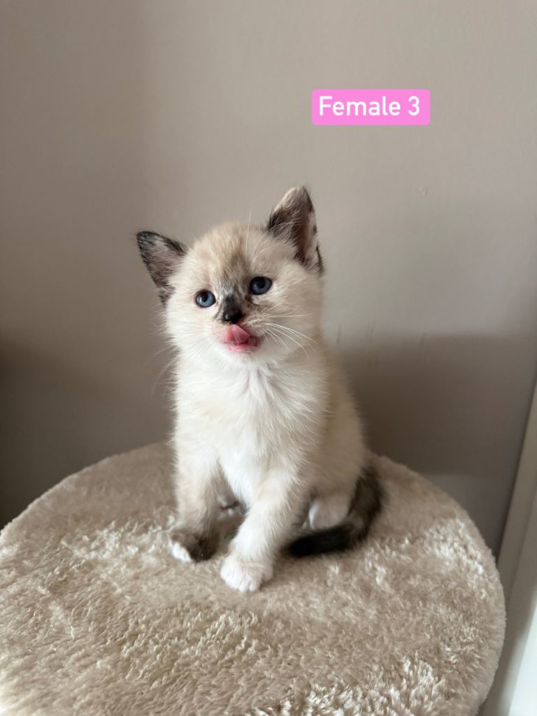 Norwegian Forest Cross Kittens