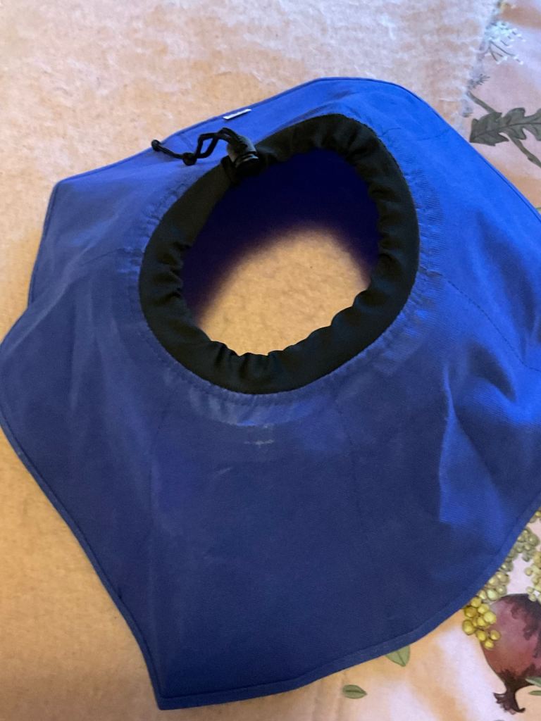 Dog cone of shame!