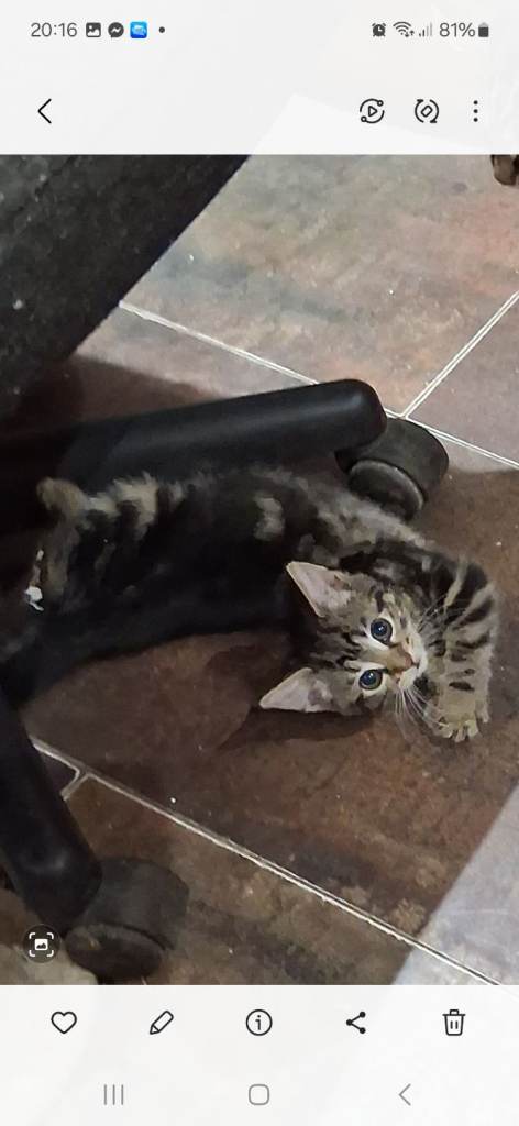 Kittens BOTH SOLD  BOTH SOLD