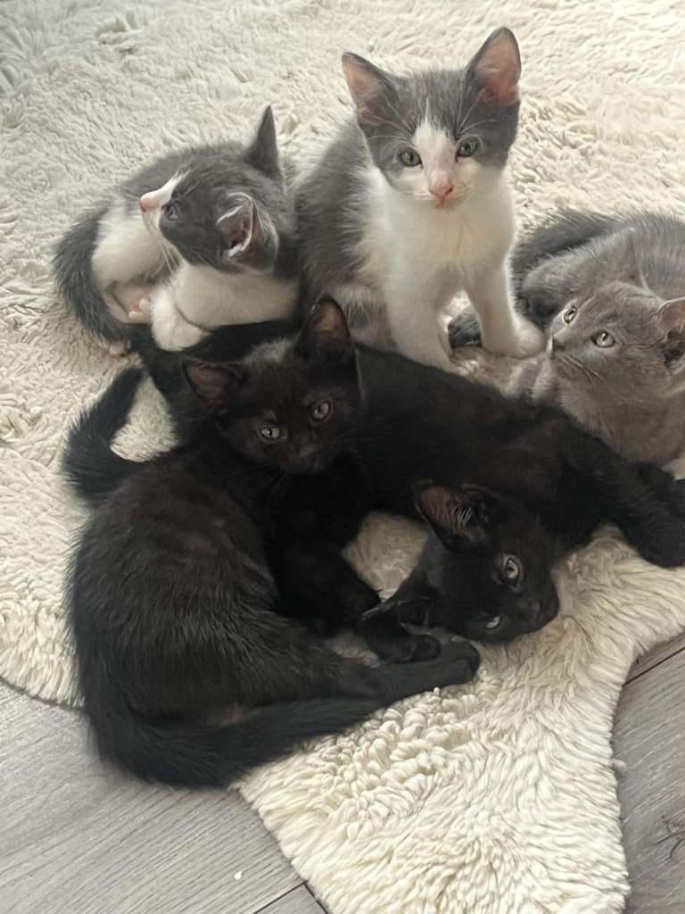 Cute cats ready for a new home