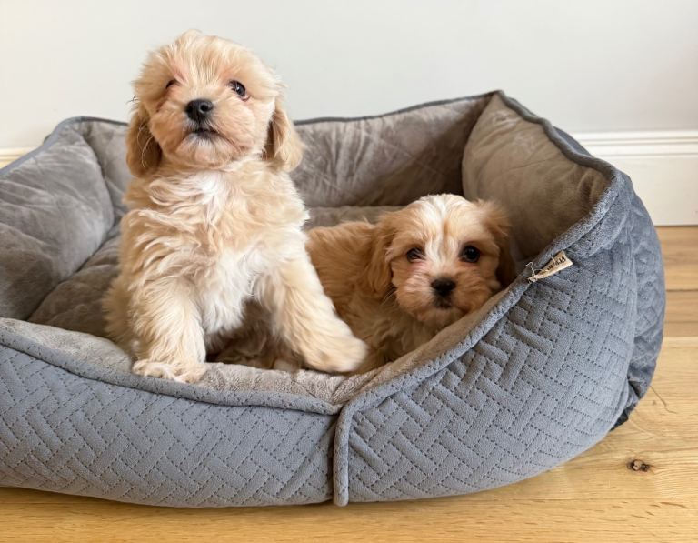 Maltipoo pups for sale