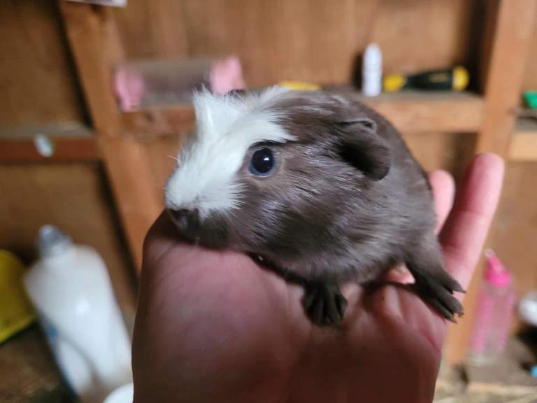 Baby Guineapig’s 