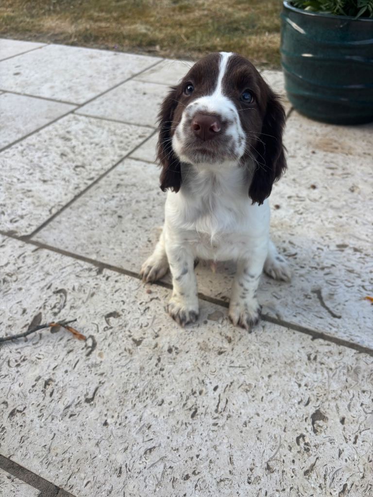 Male KC English Springer Spaniel Pups
