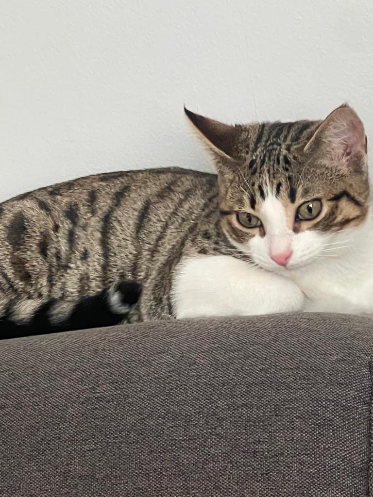 Cute cat