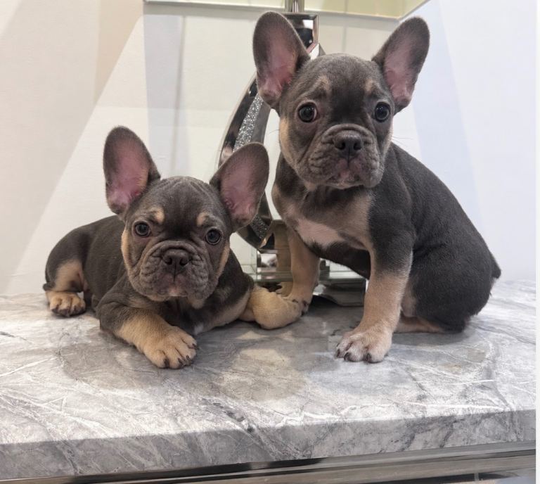 Reduced French Bulldog Puppies 2 boys left