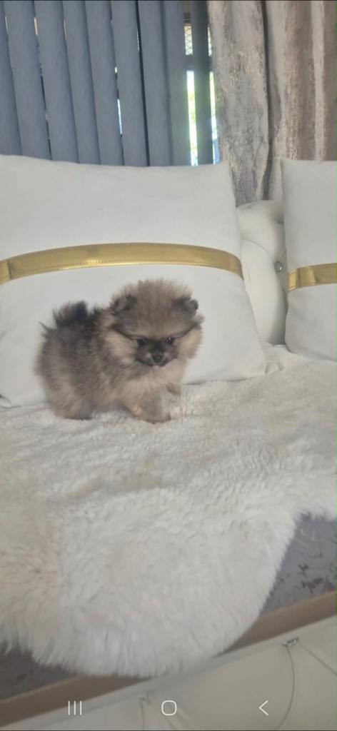 Teddy face Pomeranian 